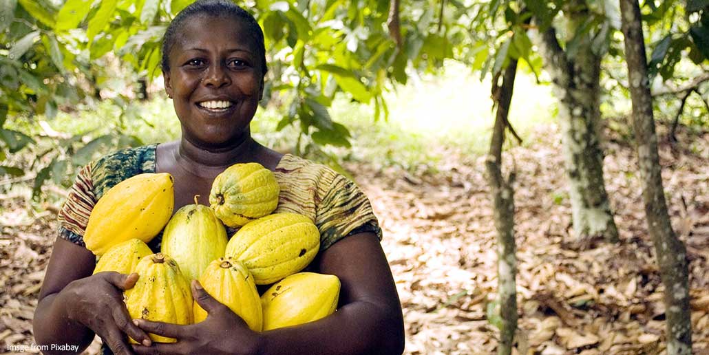 Empowering Farmers: Success Stories of Cocoa Farming Cooperatives