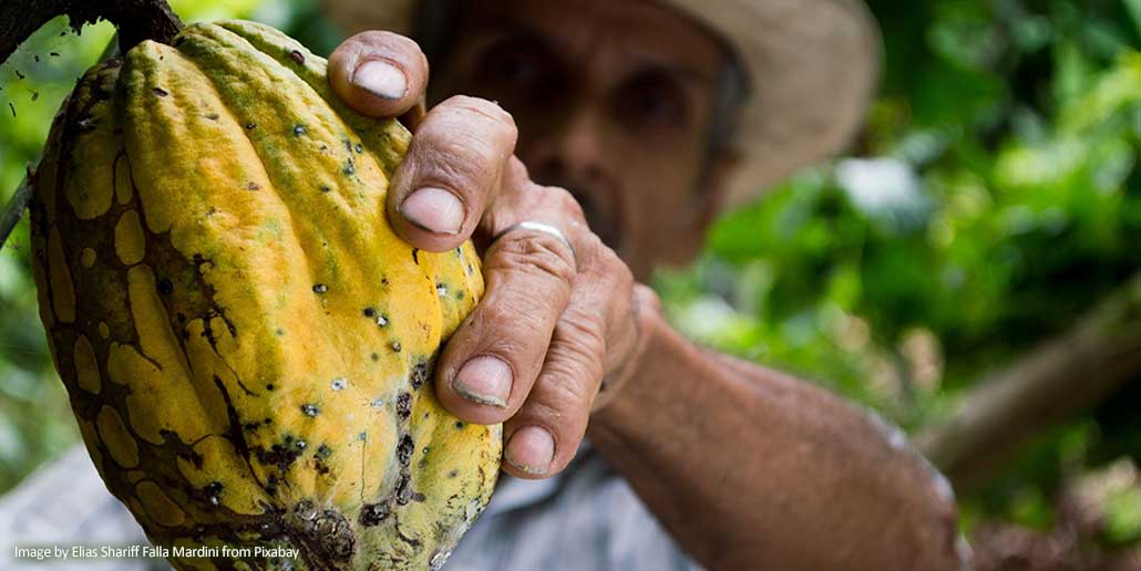 Cocoa Trees vs. Coca Plants: Understanding the Differences