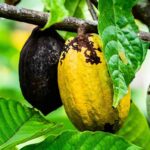 Climate-Resilient Cocoa Farming: Challenges, Solutions, and Sustainable Practices