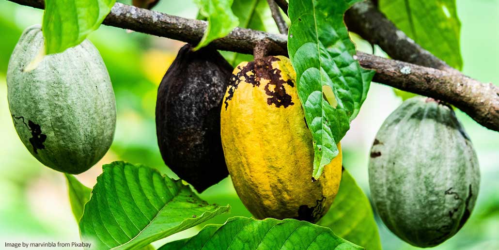 Climate-Resilient Cocoa Farming: Challenges, Solutions, and Sustainable Practices