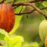 Innovations in Sustainable Cocoa Farming