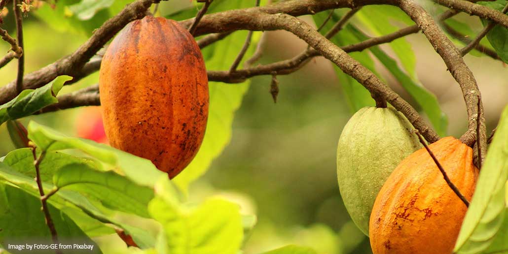 Innovations in Sustainable Cocoa Farming