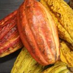 New Methods for Improving Cocoa Crop Yields