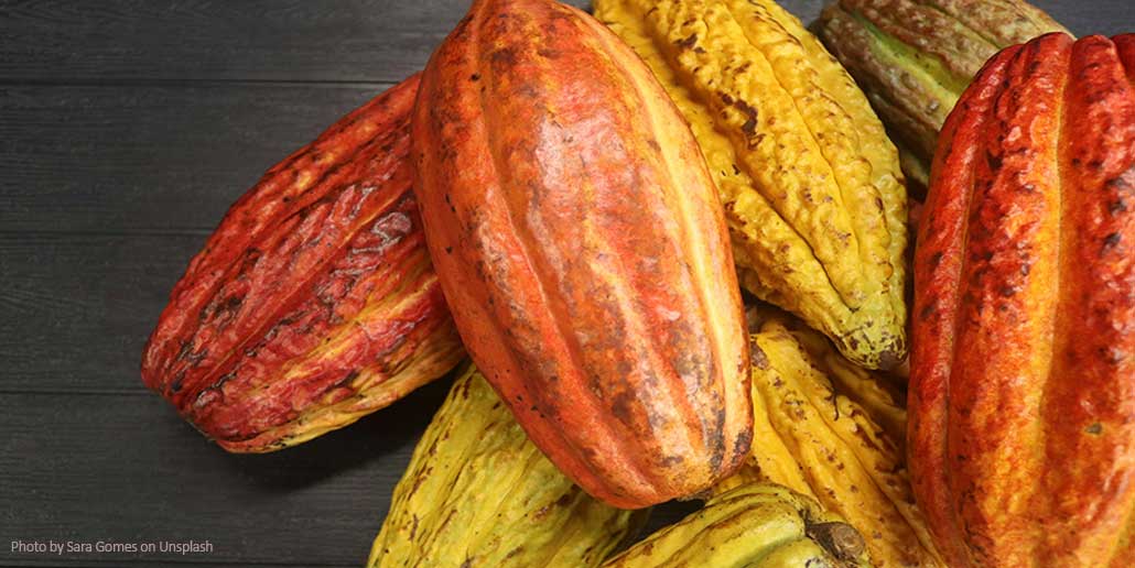 New Methods for Improving Cocoa Crop Yields