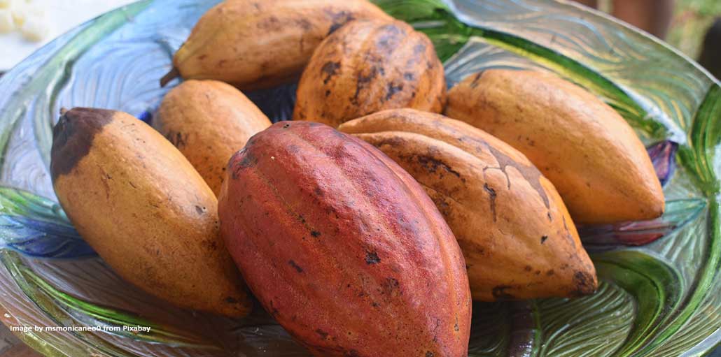 Cocoa Cartels and Smuggling