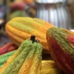 Sustainability in the Cocoa Industry