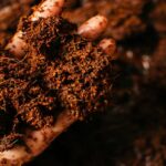 Exploring Cocoa Alternatives