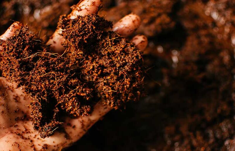 Exploring Cocoa Alternatives