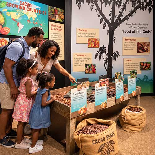 Parents explaining Cacao Tree and chocolate beans